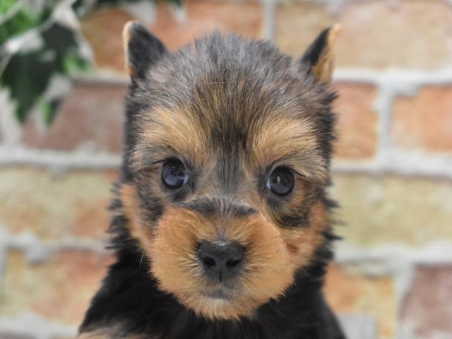 群馬県のハーフ犬・ミックス犬 (ペッツワンFC高崎東部店/2024年3月19日生まれ/男の子/スチールブルータン)の子犬
